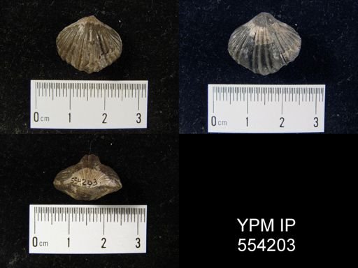 Stenoscisma deckerensis arctica
