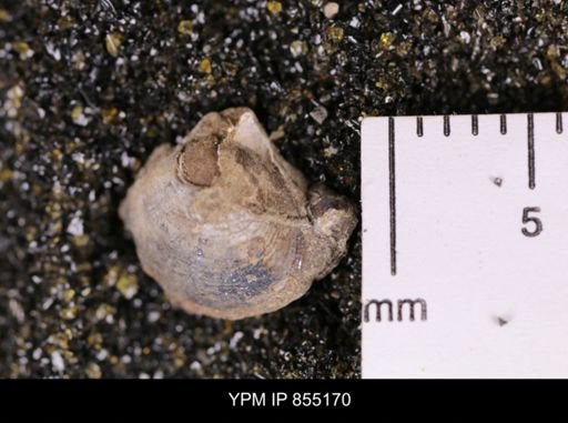 Protocardia subquadrata