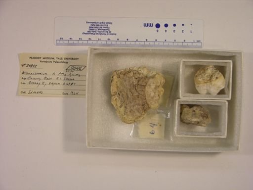Moeritherium lyonsi
