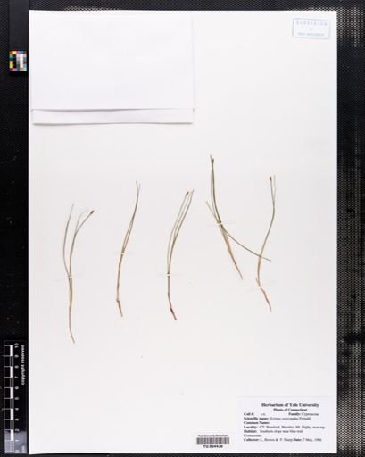 Scirpus verecundus