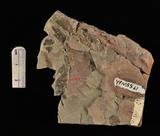 Cladophlebis sp.