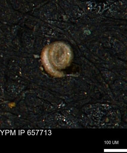Spirolocammina subcircularis