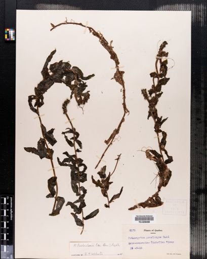 Potamogeton richardsonii