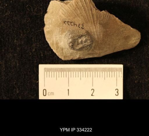 Agelacrinites pileus
