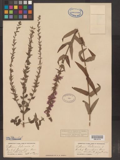 Lythrum salicaria