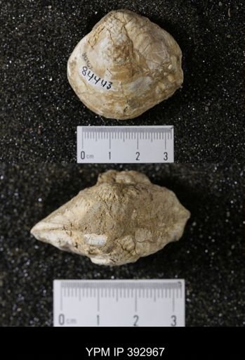 Scaphites sp.