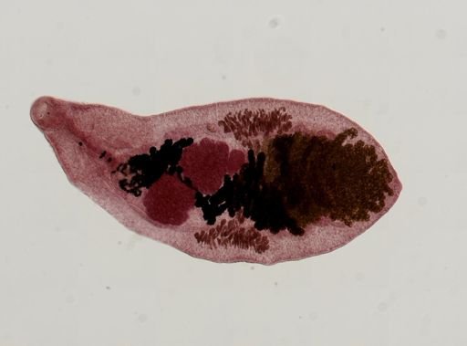 Dicrocoelium dendriticum