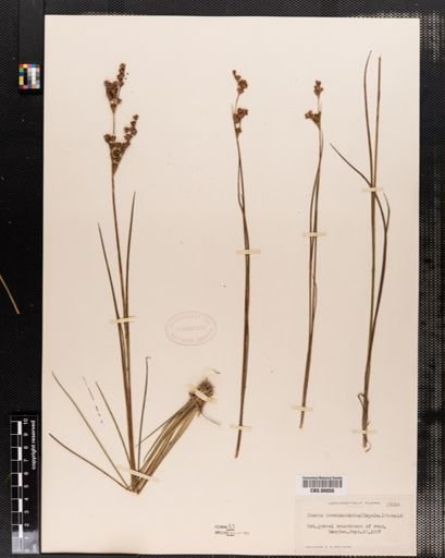 Juncus brevicaudatus