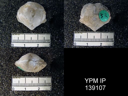 Athyris capillata
