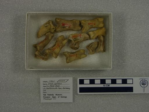 Ursus spelaeus