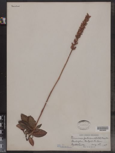 Peramium pubescens