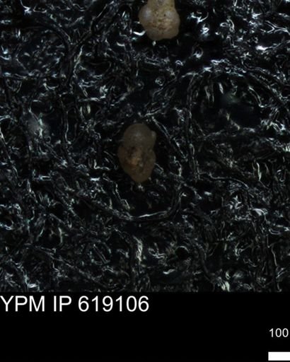 undet. Foraminiferida