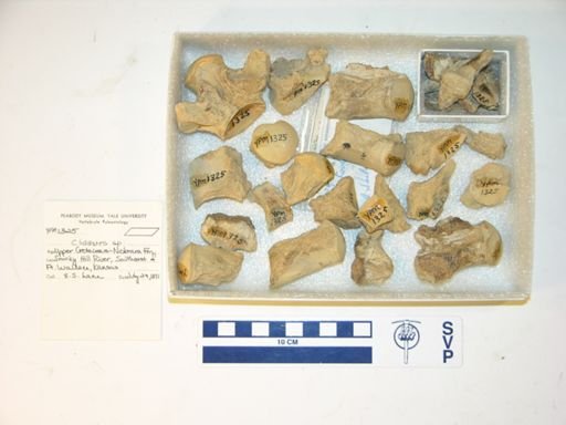 Clidastes sp.