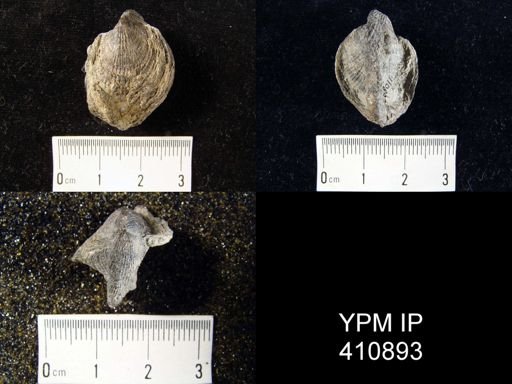 Atrypa sp.