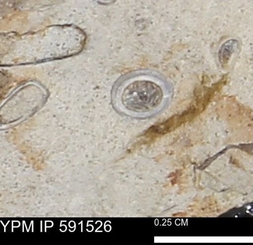 Serpulidae