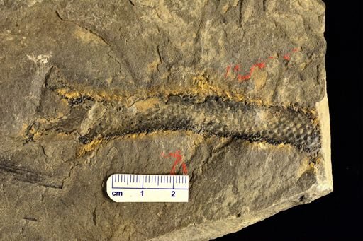 Lepidodendron