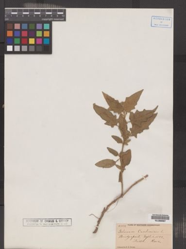 Solanum carolinense