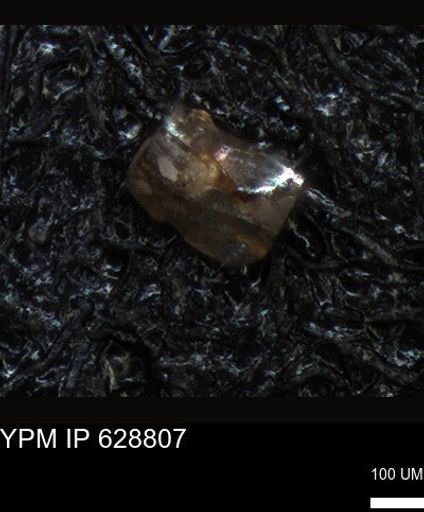 undet. Foraminiferida
