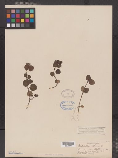 Mitchella repens