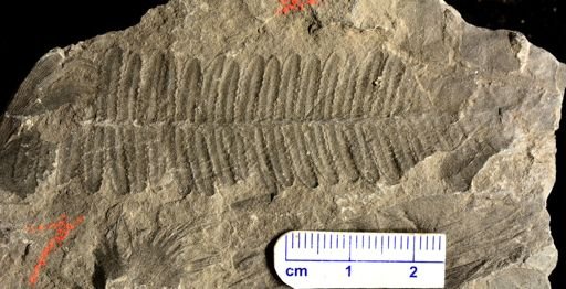 Pecopteris sp.