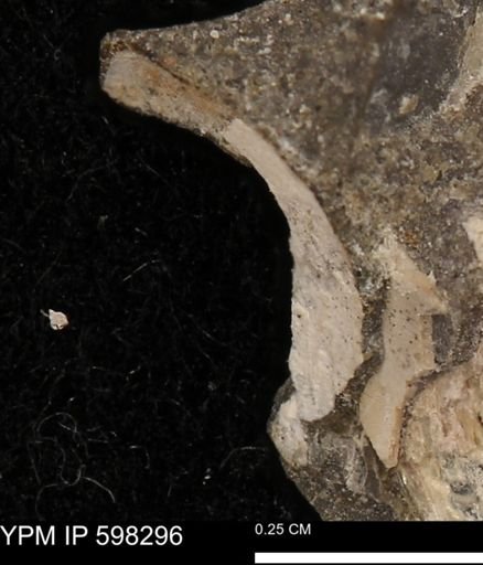 Limopsis striatopunctatus
