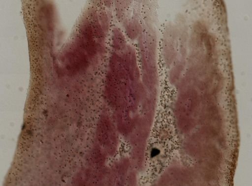 Chondrilla nucula