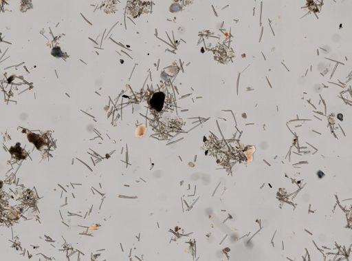 Clathria prolifera