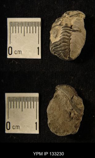 Phacops rana