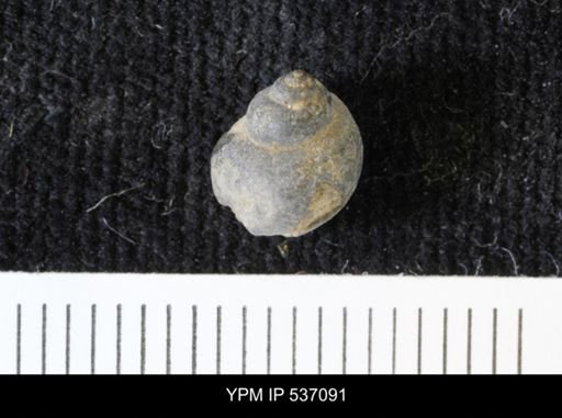 Viviparus montanaensis