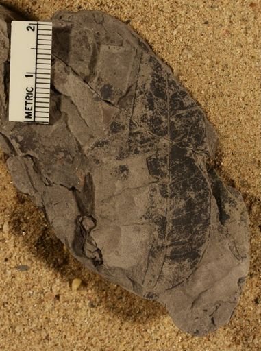 Sapindus morrisoni