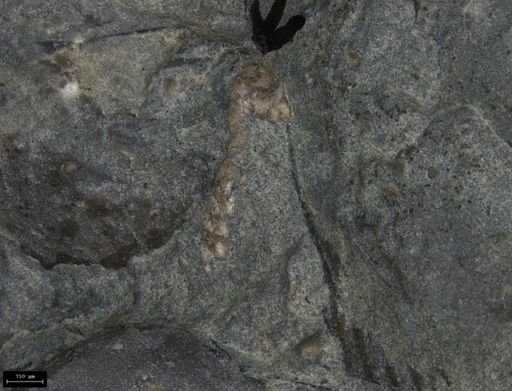 Aplocoma damesii