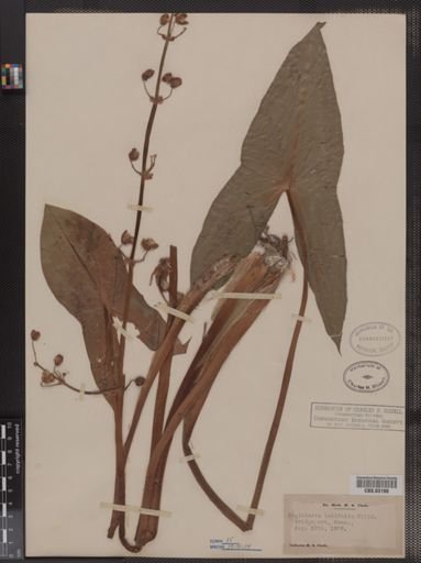 Sagittaria latifolia