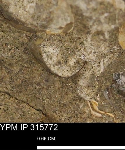 Mollusca