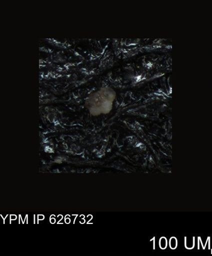 undet. Foraminiferida