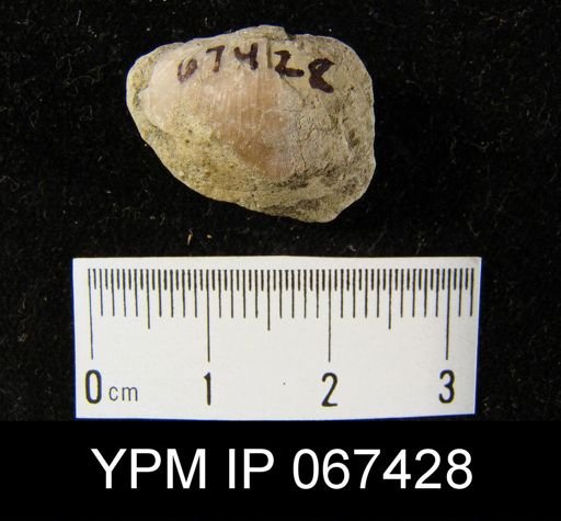 Stropheodonta equistriata