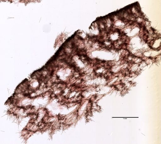 Suberites ficus
