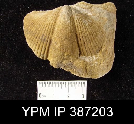 Orthospirifer?