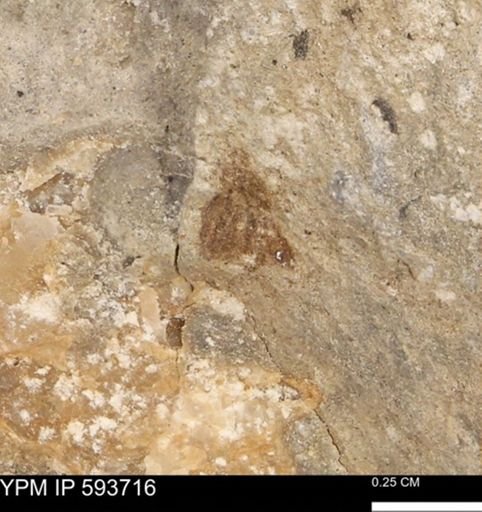 Baculites sp.