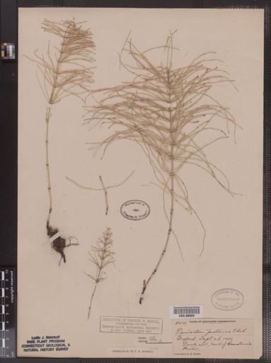 Equisetum pratense