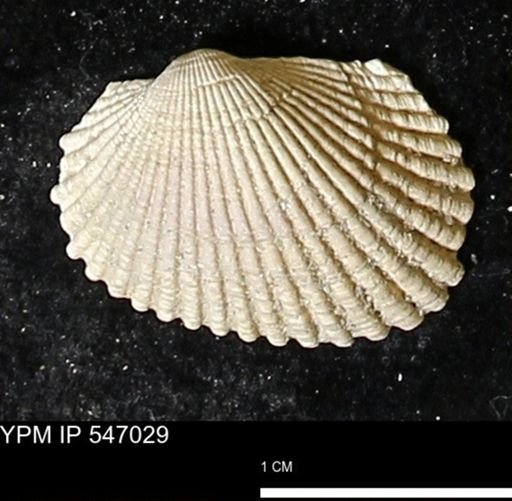 Scapharca transversa