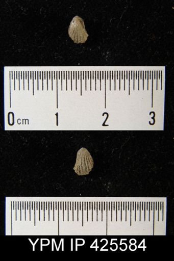 Brachiopoda