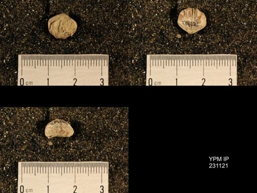 Wellerella osagensis