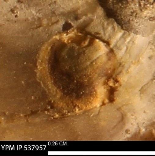 Ostreidae?