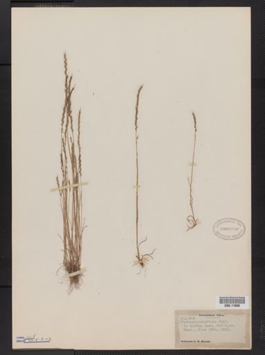 Vulpia octoflora