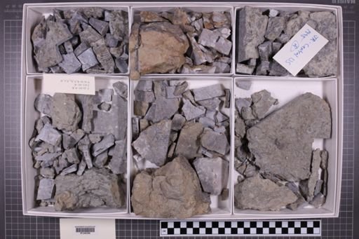 mixed taxa, stratigraphic collection