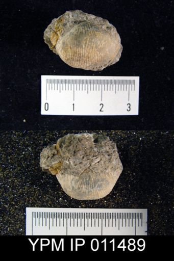 Linoproductus waagenianus