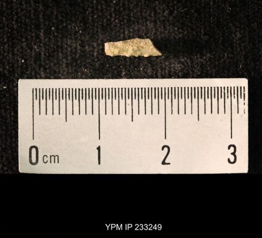 Archaeocidaris sp.
