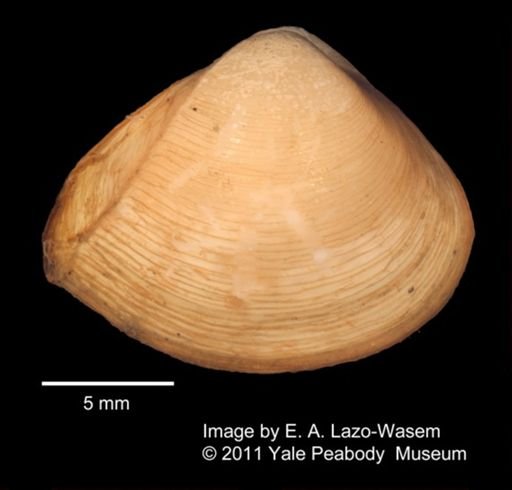 Mulinia lateralis