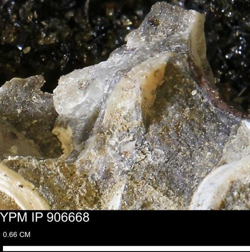 undet. Mollusca
