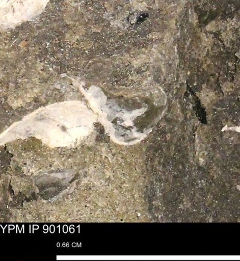 undet. Mollusca
